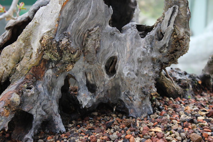 Crab Apple Bonsai Carving and Styling